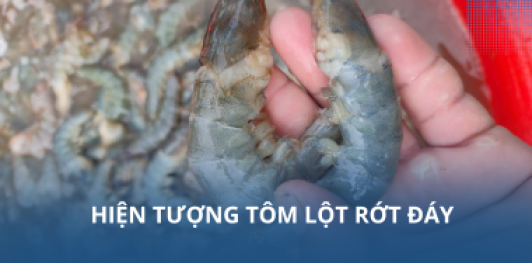 Hiện tượng tôm lột rớt đáy